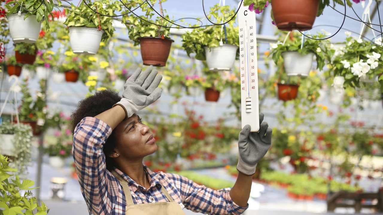 Woman in a greenhouse wipes her brow while looking at a thermometer showing high temperatures