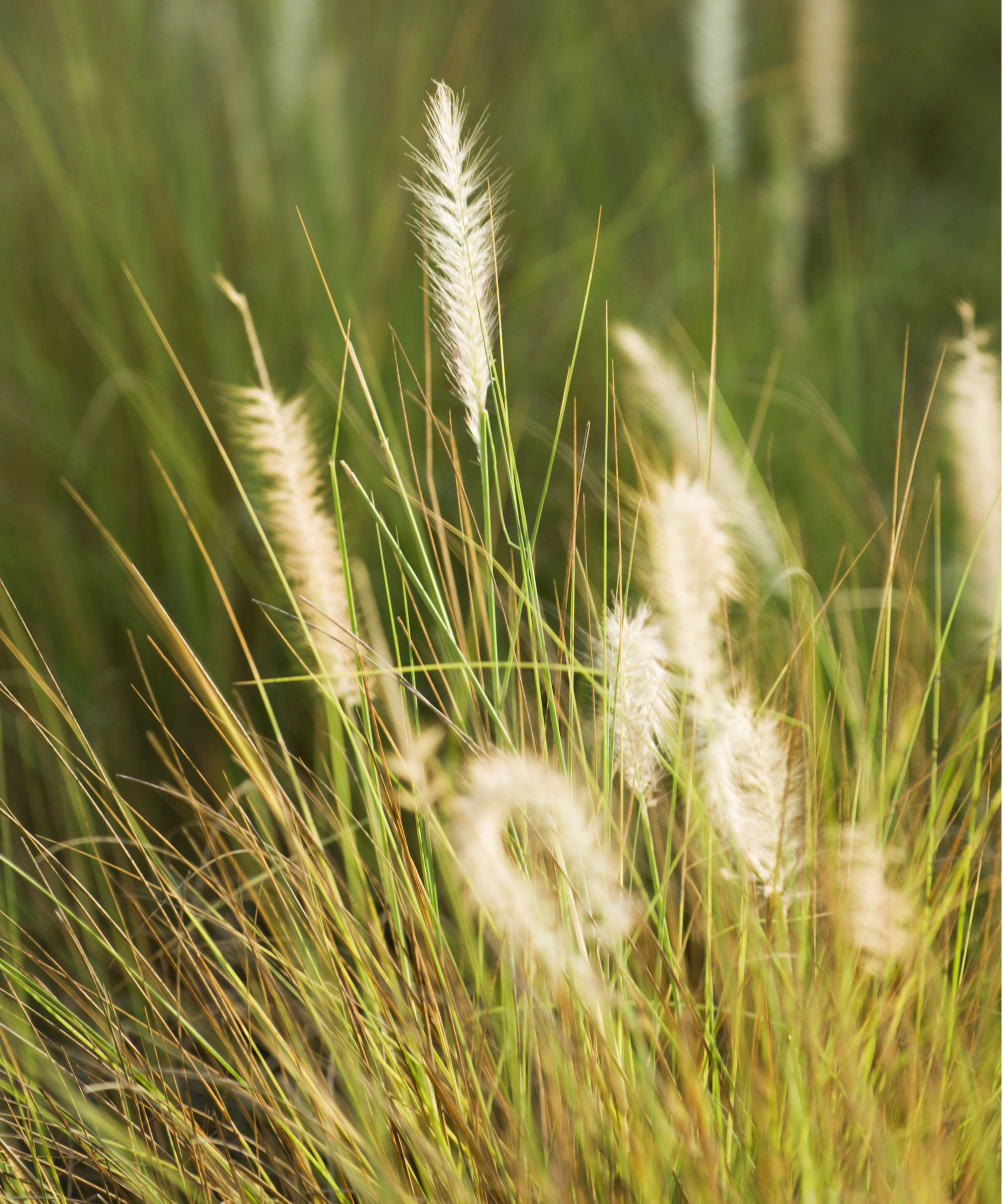 Long grass