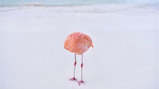 A flamingo standing on white sand with its head and neck hidden
