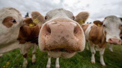 wd-cows_-_lino_mirgelerafpgetty_images.jpg