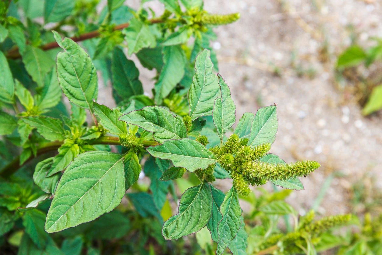 Pigweed Plant