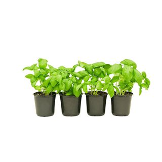 Common Basil 'Ocimum Basilicum' Live Green Plant