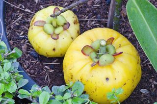 Garcinia cambogia fruit