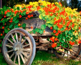 nasturtiums growing in a wagon wheel cart in summer