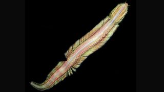 Image of a male Pectinereis strickrotti worm against a black background