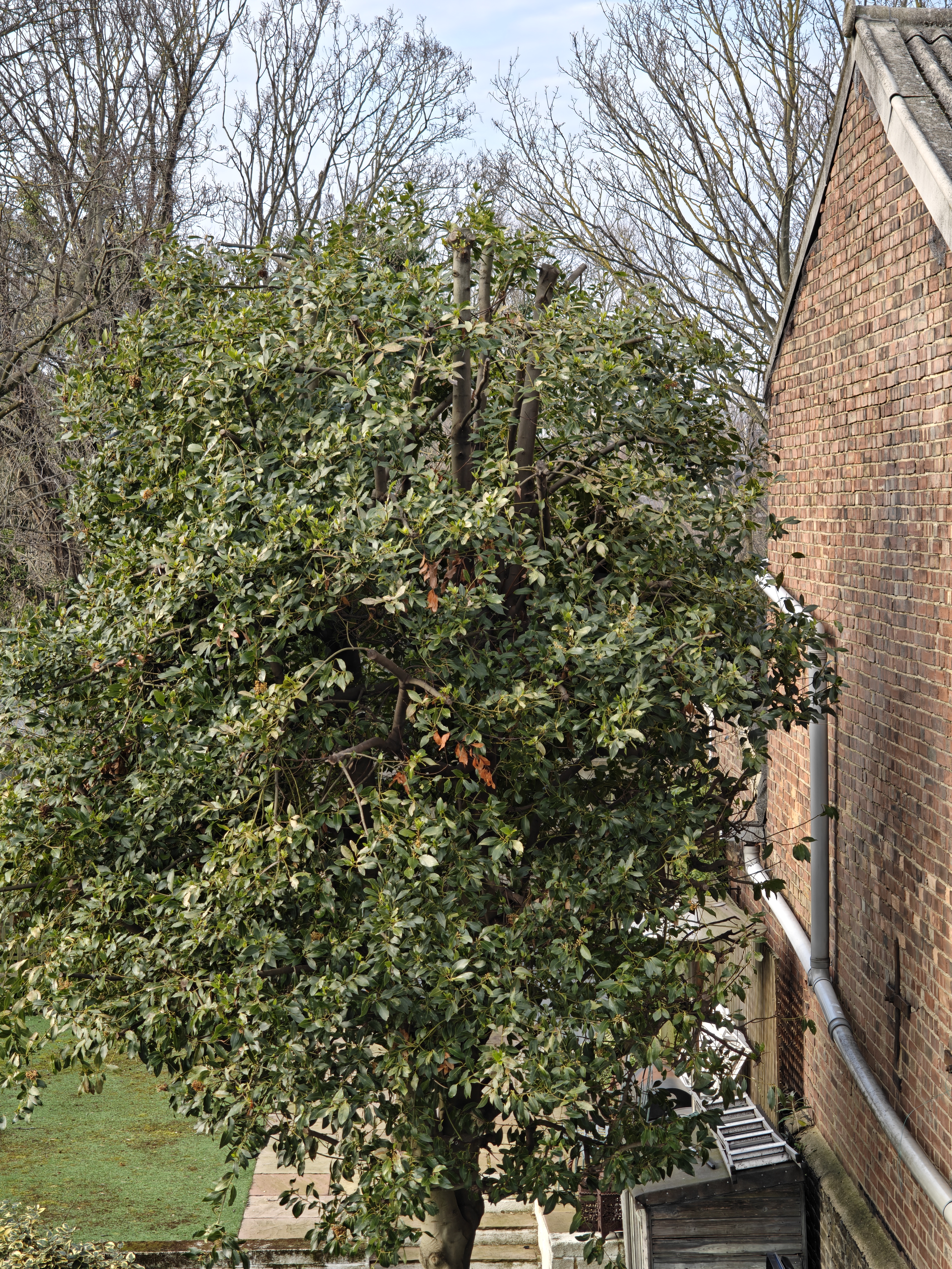 A tree next to a brick wall of a warehouse building