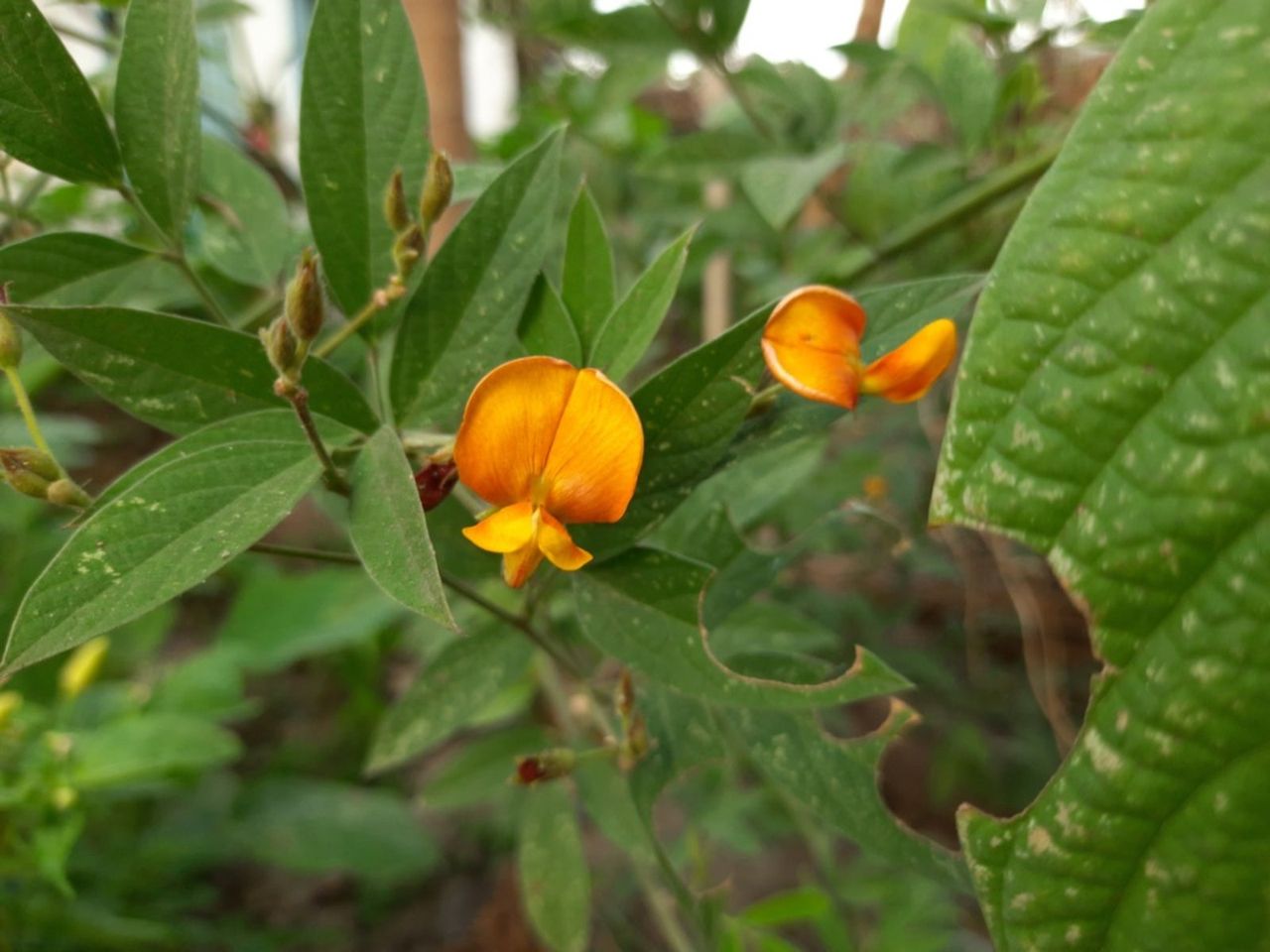 Pigeon Pea Seeds