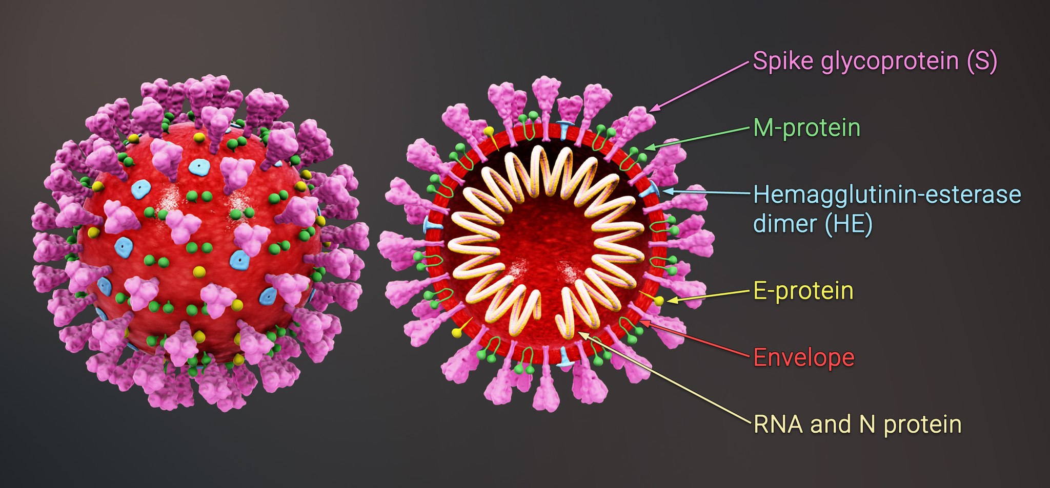 An illustration of COVID-19&#039;s spike proteins