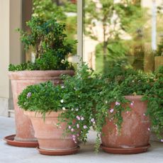 Large terracotta pots on a porch