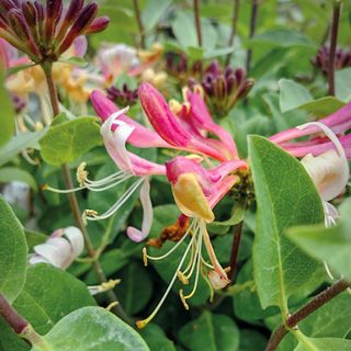 Lonicera periclymenum 'Strawberries and Cream' from Sarah Raven