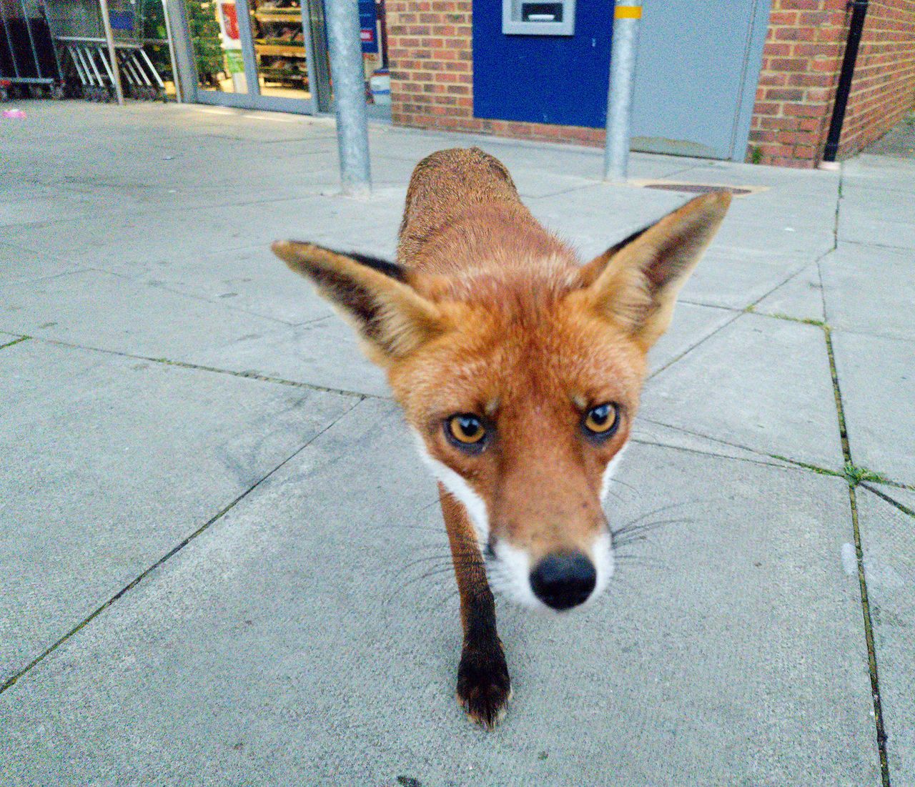 Samsung nocturnal animals