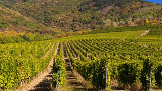 Tokaji vineyard