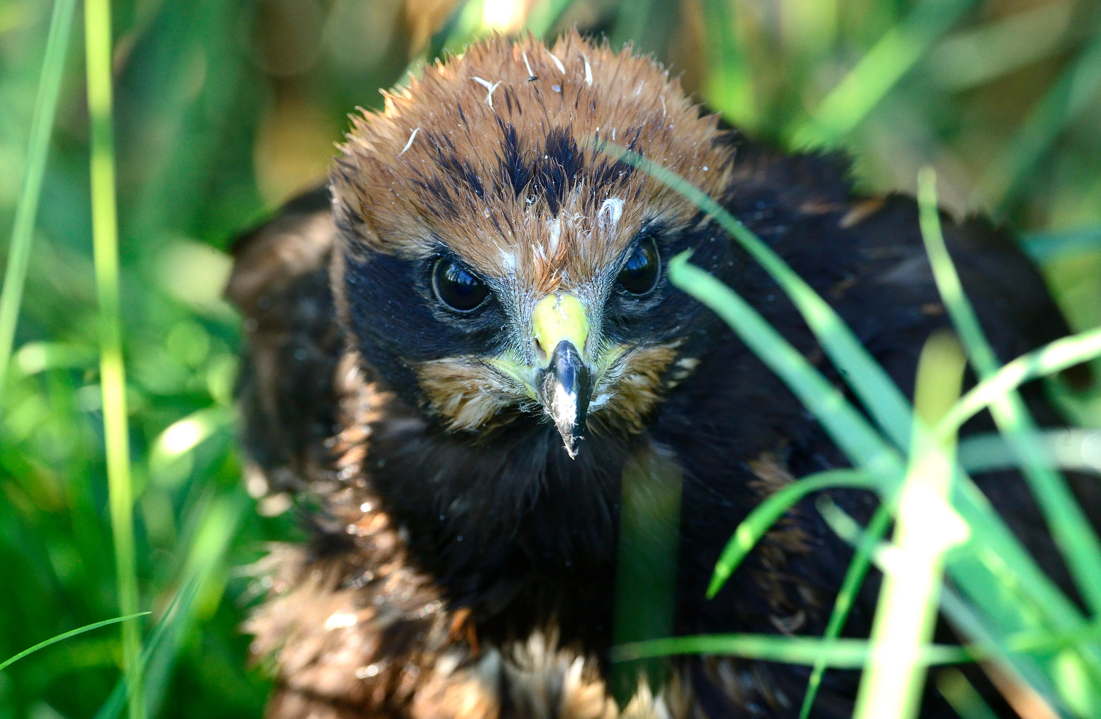 Close up of a Marsh harrier, it has a yellow beak tipped with black and is stalking through grassland