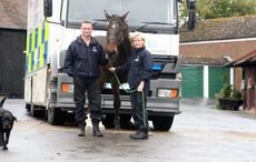 Dexter Thames Valley Police horse