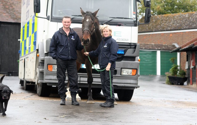 Dexter Thames Valley Police horse