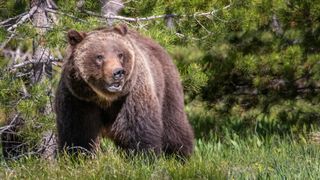 Grizzly bear sow in woodland, USA