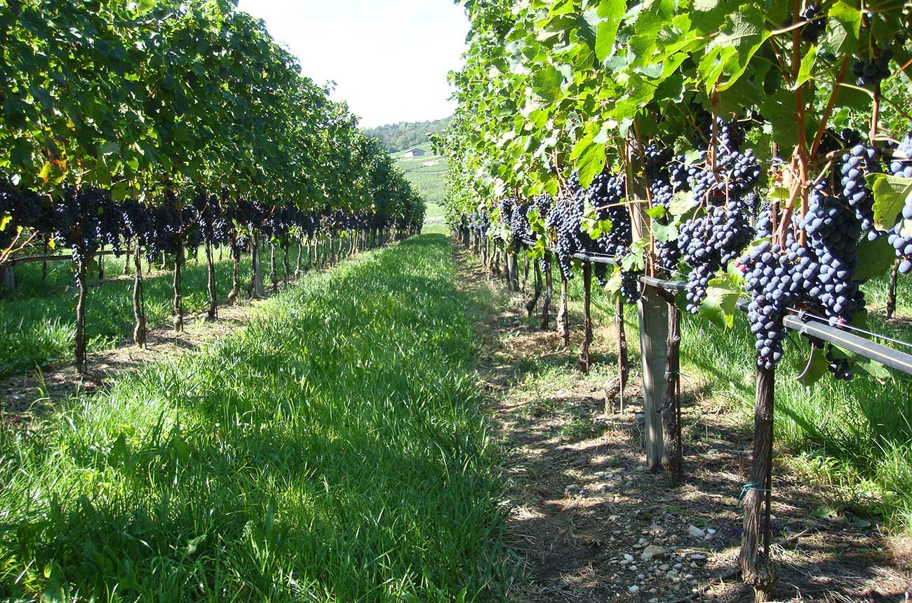 Vineyard for sale, alto adige
