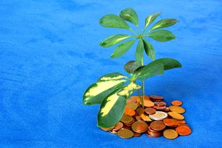 Plant with coins
