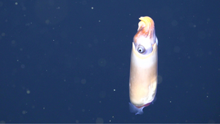 A screenshot from the ROV footage of a ram's horn squid