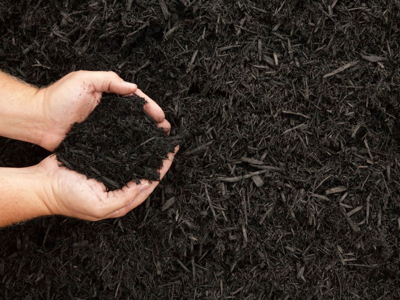 Hands Holding Dark Mulch