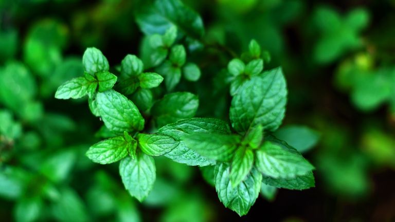 Close-up of peppermint leaves