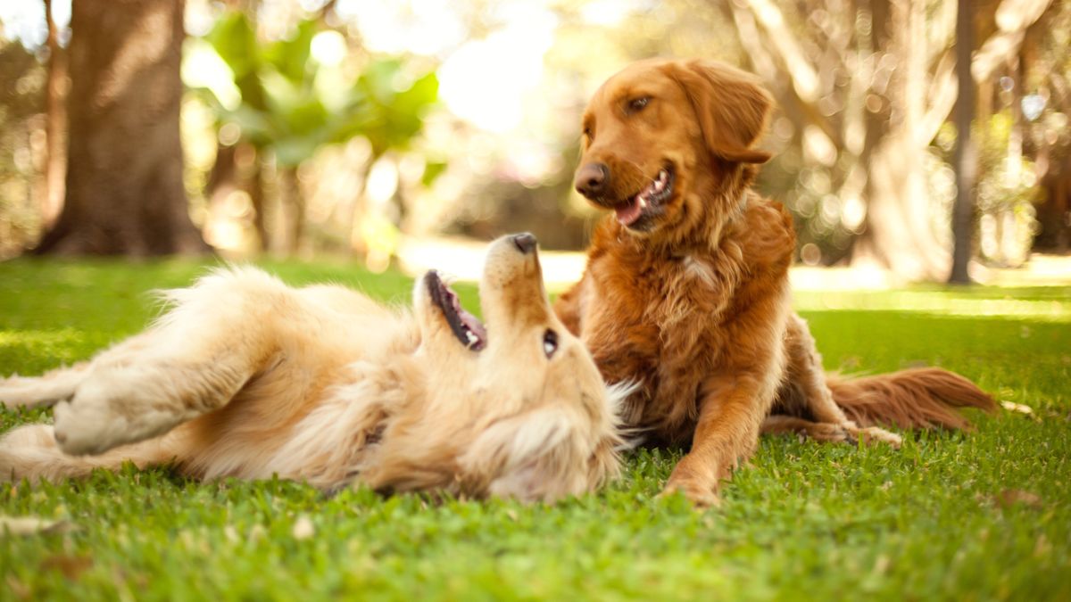 Two dogs playing together in the park