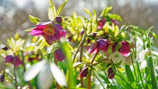 Hyclamen in a bright winter garden