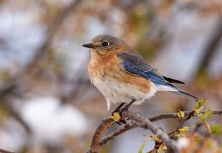 Female Eastern Bluebird sat in tree in pennsylvania