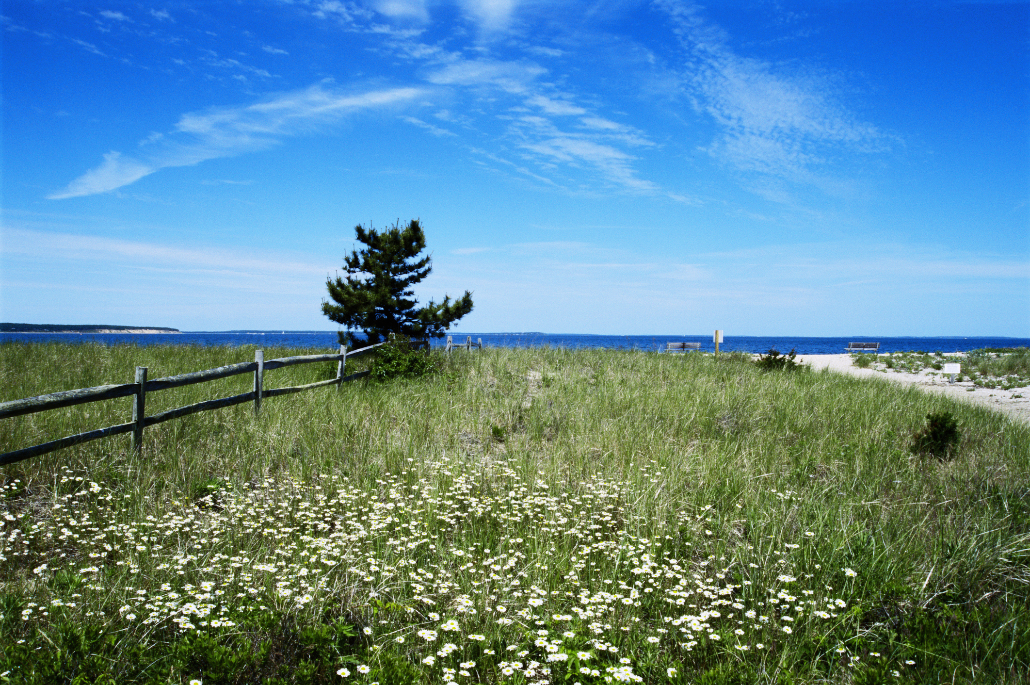 Wildflowers grow along a path to the beach in East Hampton, New York. In the distance, the beach is a deep blue, and it's a sunny day.
