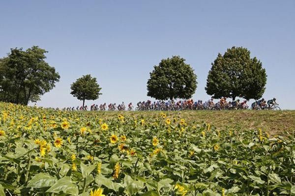 The field passes sunflowers