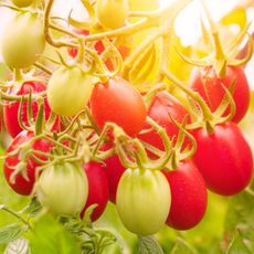 tomatoes growing in sunshine with ripening fruits