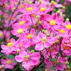 Dark pink Anemone hupehensis, or windflower, 'Ariel' in flower in patio pots in late summer
