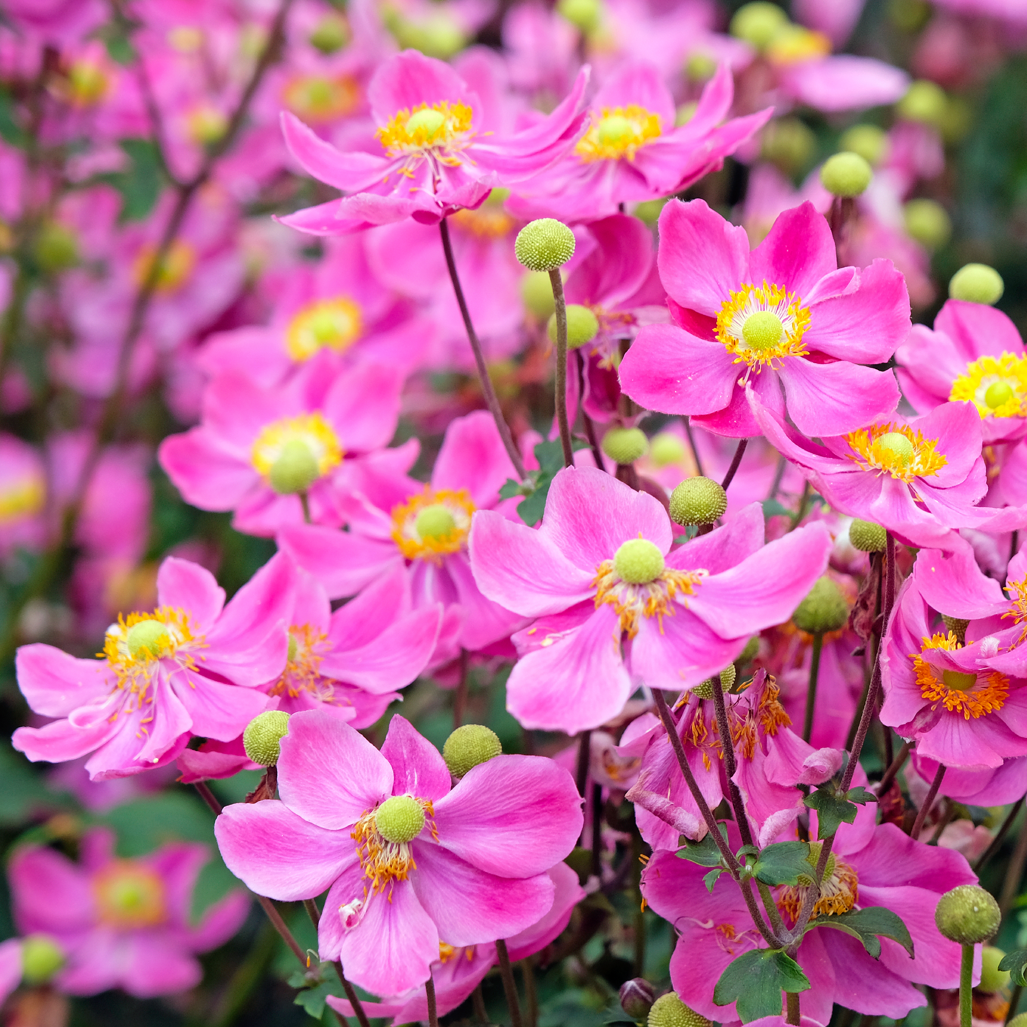 Dark pink Anemone hupehensis, or windflower, 'Ariel' in flower in patio pots in late summer