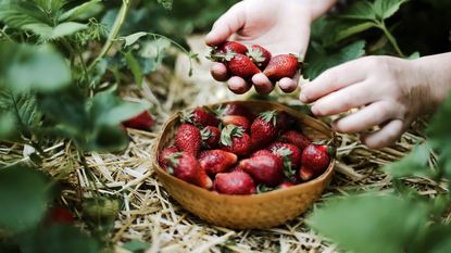 Close up of hands picking fresh strawberries