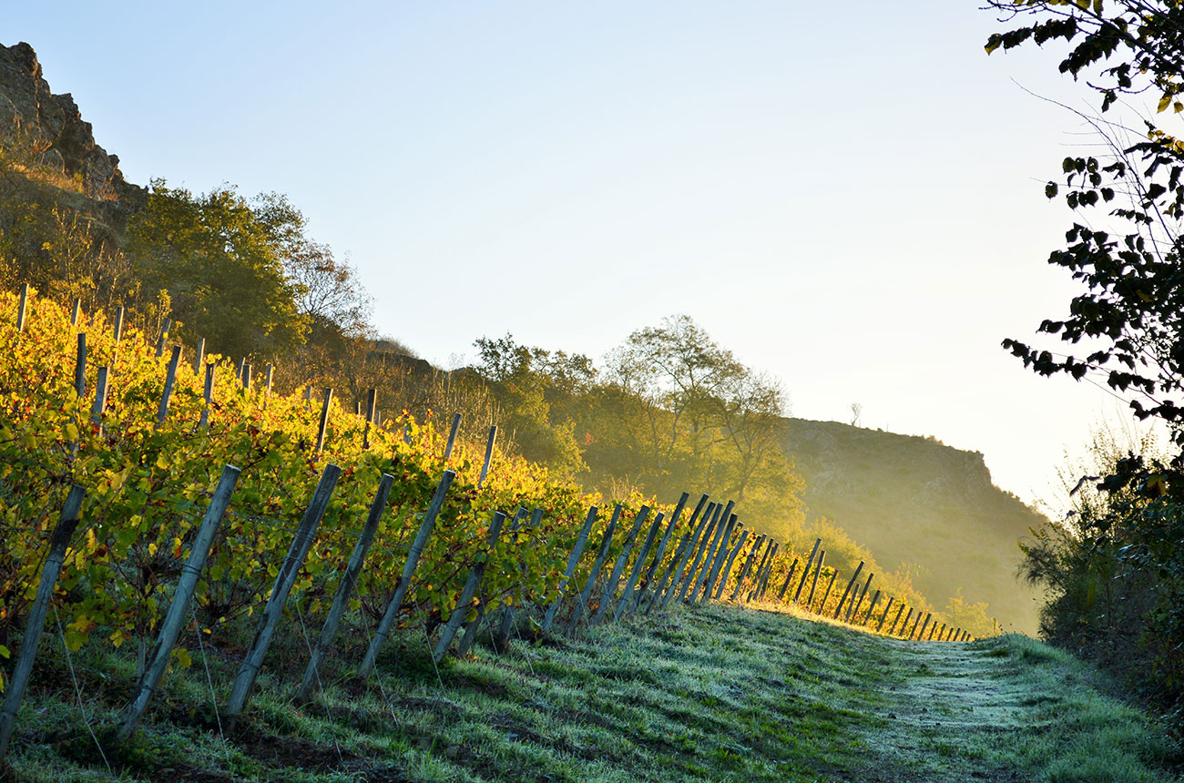 Belargus Les Treilles