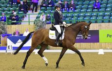 Dresage rider Jo Barry riding Goofy La Perle