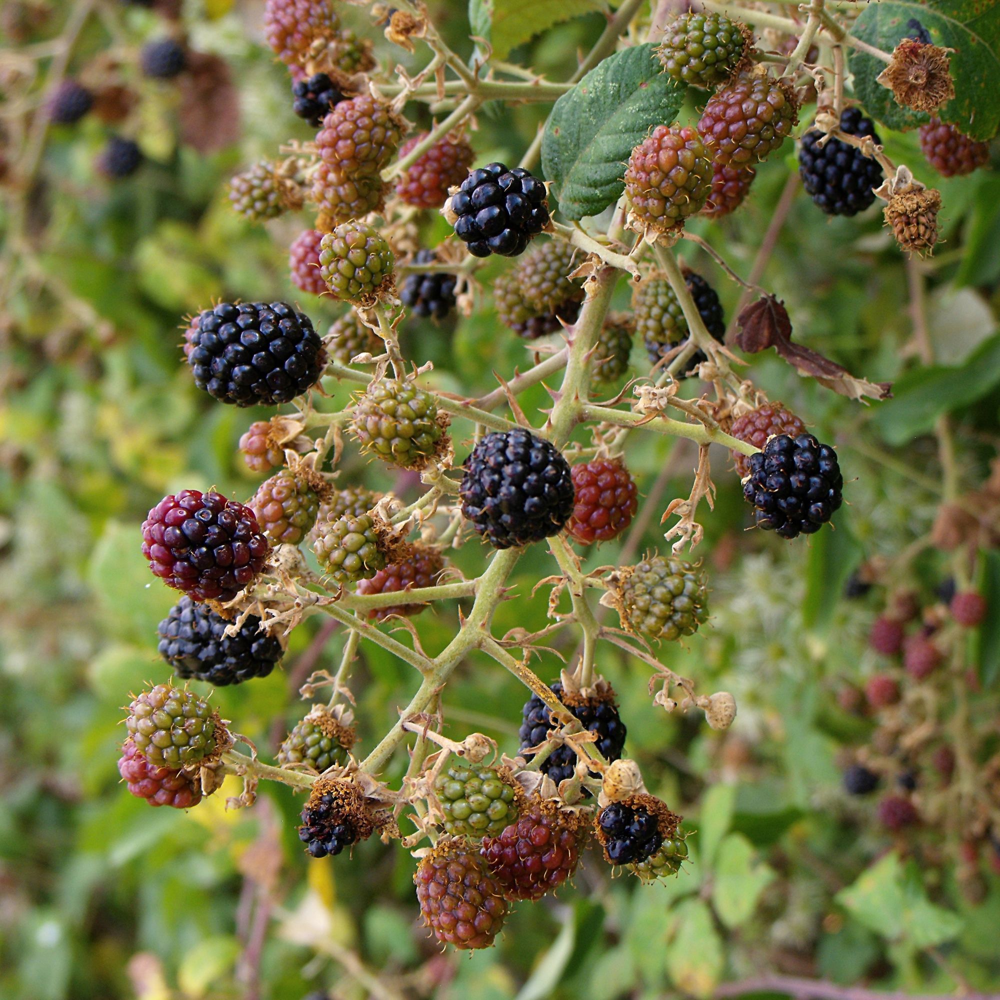 Blackberries growing on blackberry bush