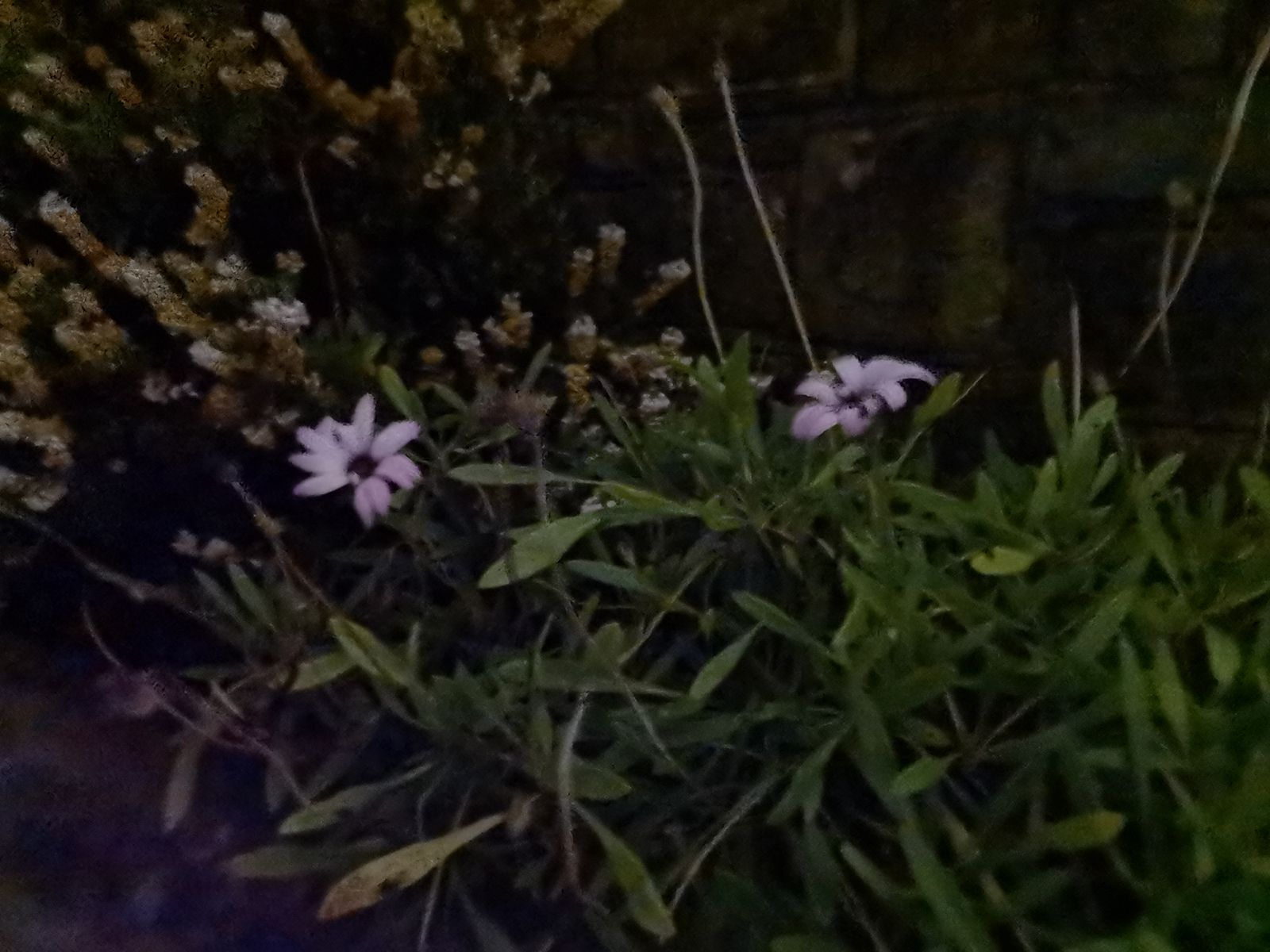 Huawei Mate 40 Pro camera sample