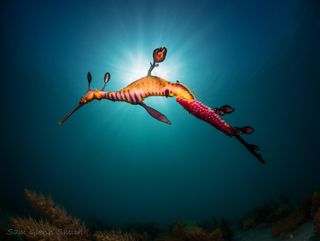 Underwater photograph of marine life, by photographer Sam Glenn Smith