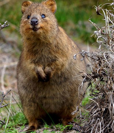 Vegetation, Brown, Organism, Skin, Vertebrate, Plant community, Carnivore, Whiskers, Facial expression, Nature reserve,