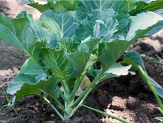 Leafy Collard Greens In The Garden