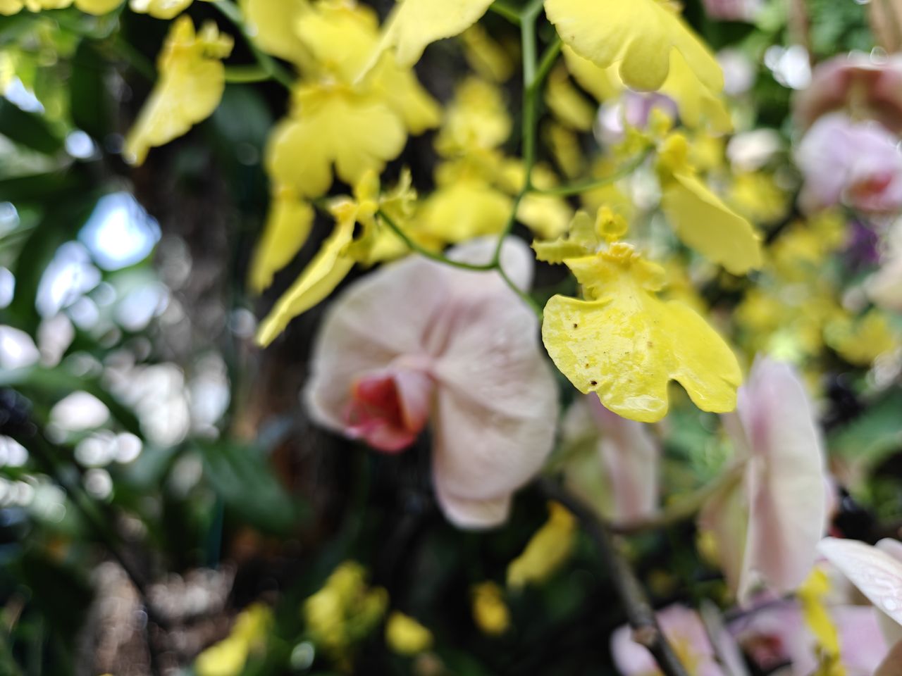 Orchids at the New York Botanical Gardens, all photos taken with OnePlus 13