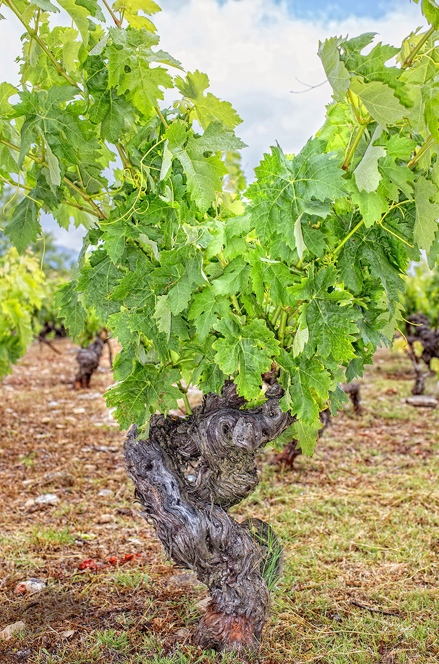 Old vines Marques de Riscal