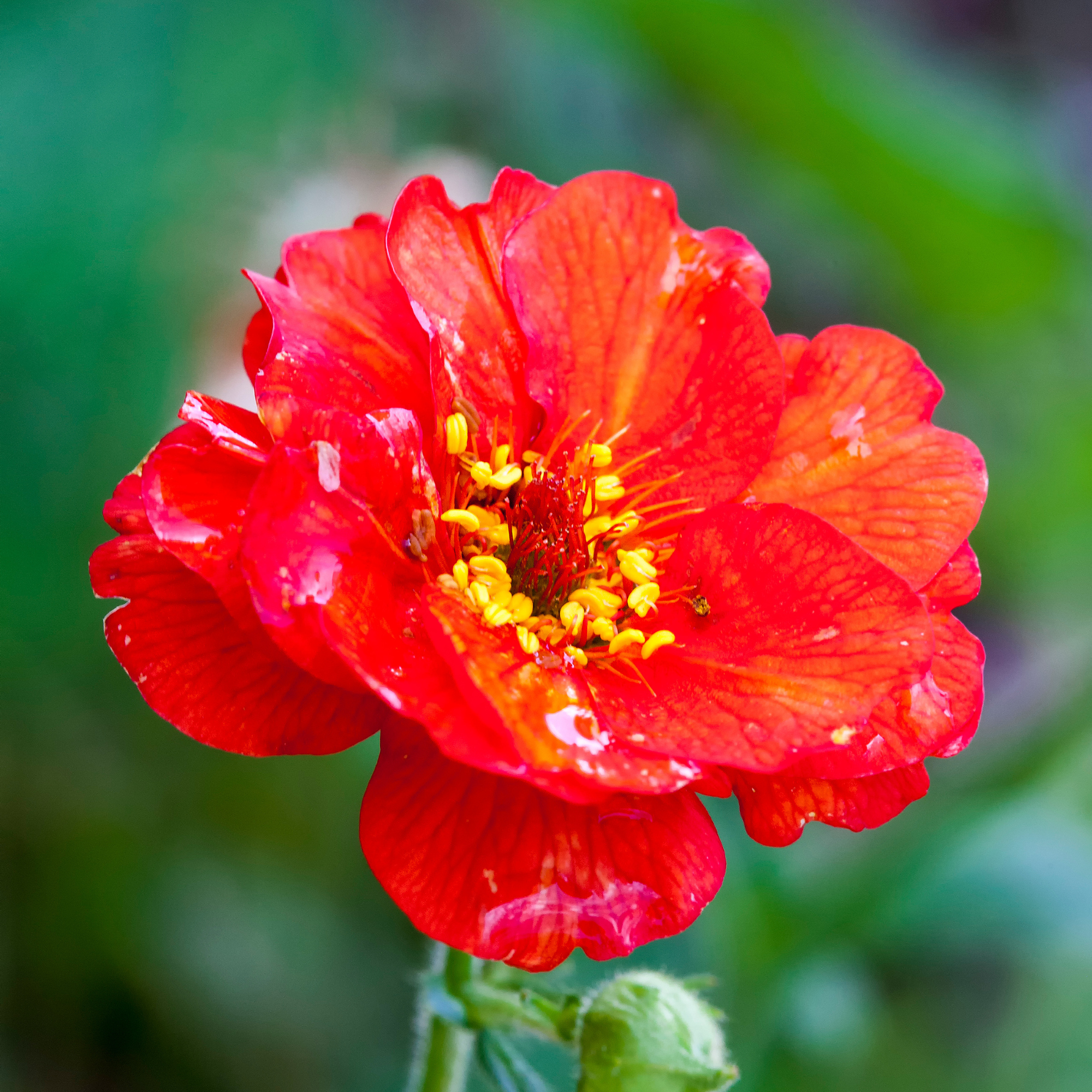 Close up of Mrs J Bradshaw