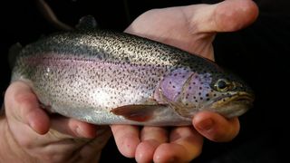 How to catch trout: our expert guide to landing angler's favourite fish