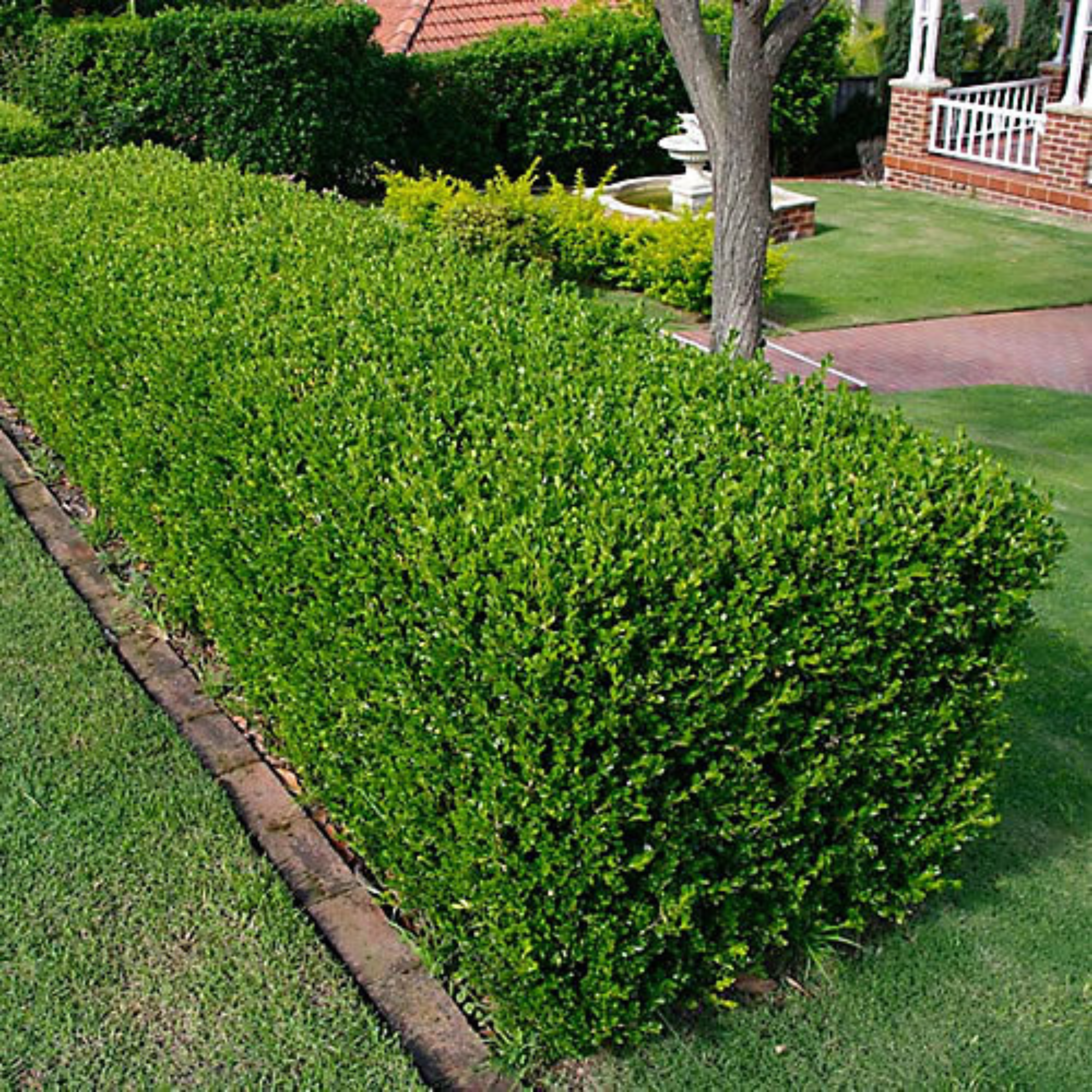 25 X Buxus Sempervirens - Evergreen Box Hedge Shrubs