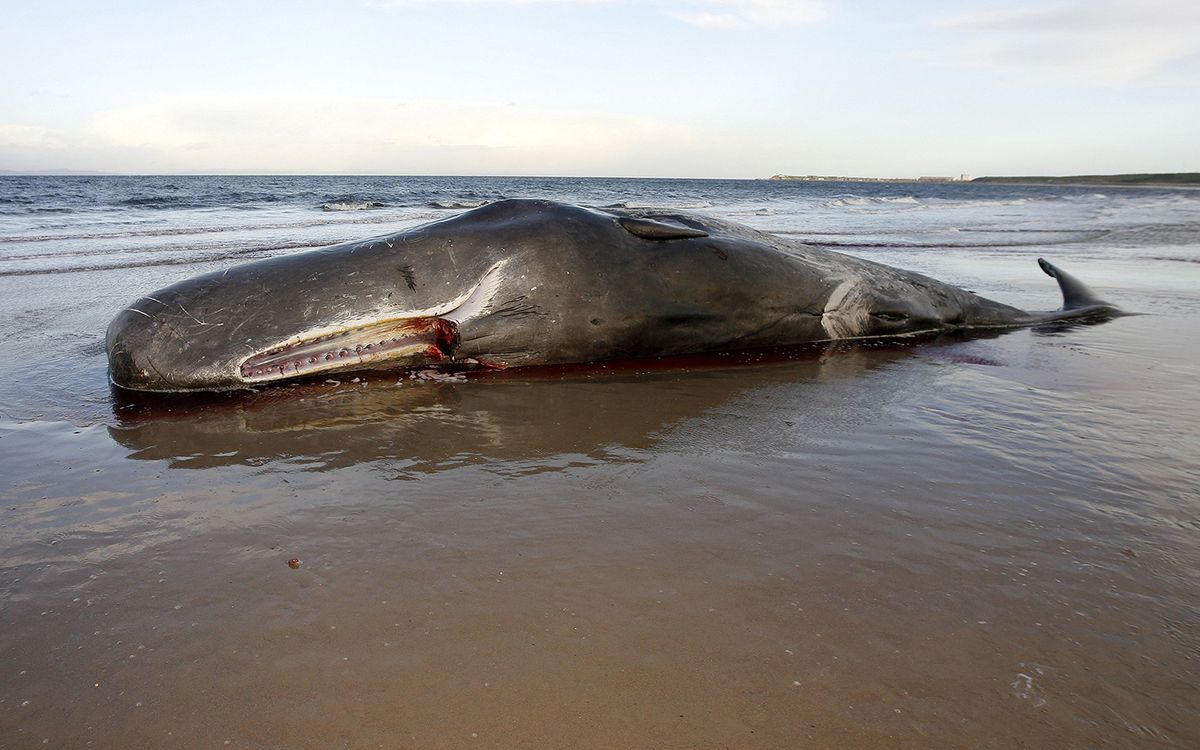 65 Pounds of Plastic Trash Tore This Whale Apart From The Inside | Live ...