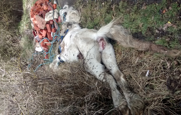 Basildondumpedhorse1