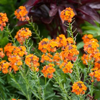 Erysimum Apricot Twist