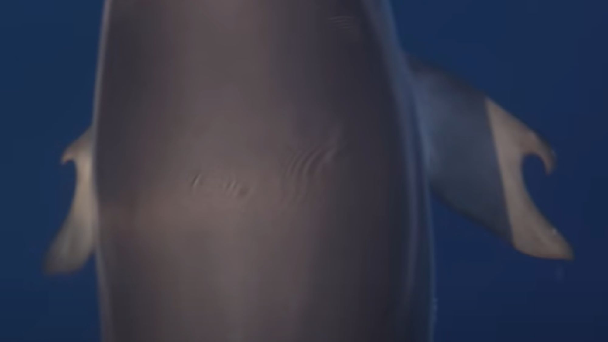 A close up picture of the dolphin's flippers with carved out "thumbs."